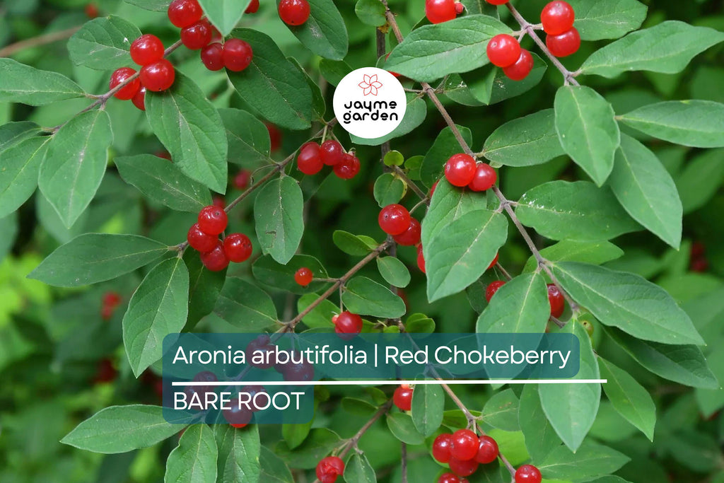 Aronia arbutifolia (Red Chokeberry) | 2 Bare-Root Shrubs | Pollinator-Friendly | Fall Color & Edible Berries | Wet Soil Tolerant
