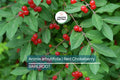 Aronia arbutifolia (Red Chokeberry) | 2 Bare-Root Shrubs | Pollinator-Friendly | Fall Color & Edible Berries | Wet Soil Tolerant