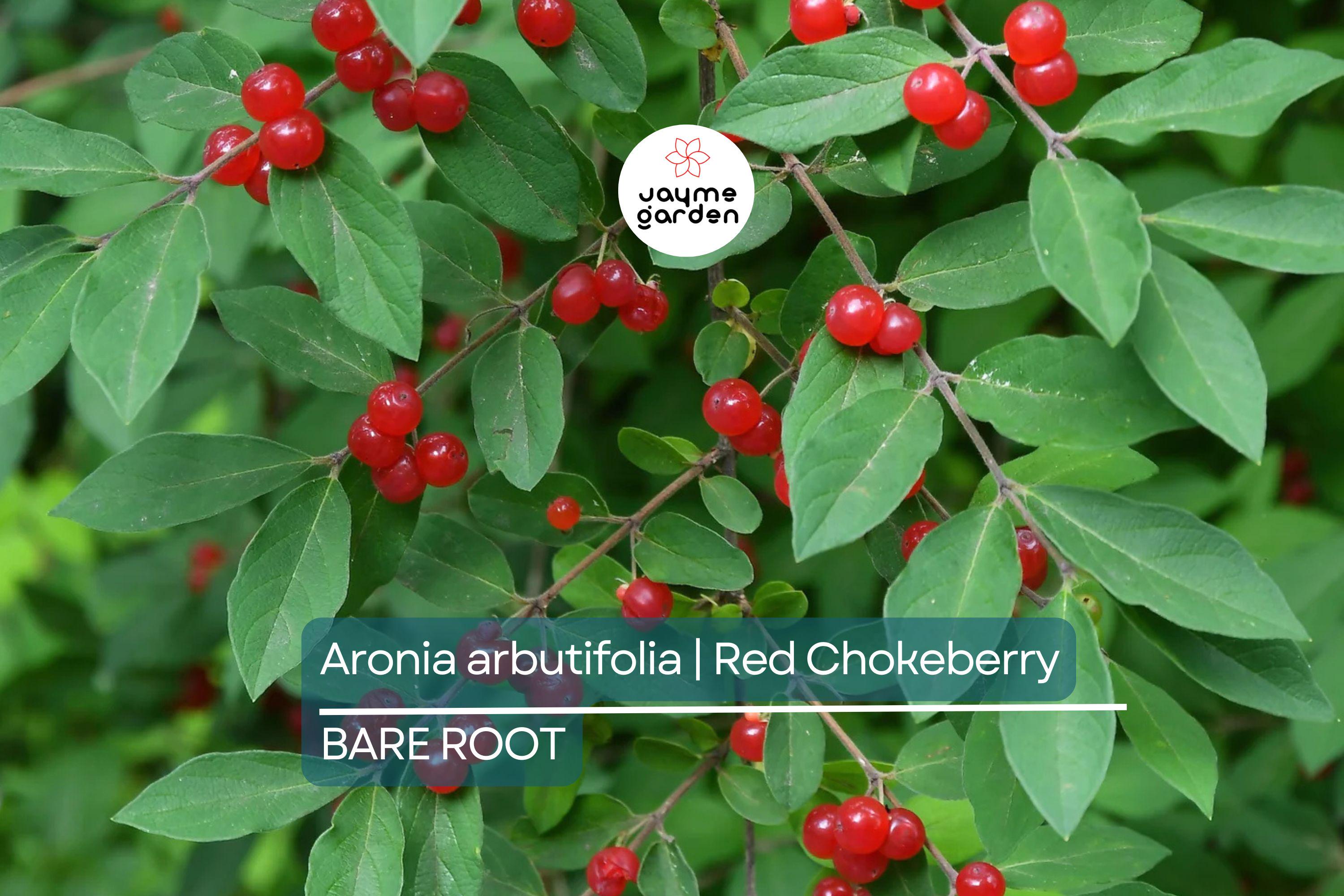 Aronia arbutifolia (Red Chokeberry) | 2 Bare-Root Shrubs | Pollinator-Friendly | Fall Color & Edible Berries | Wet Soil Tolerant