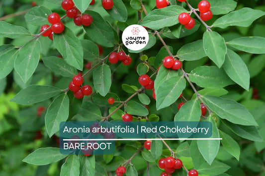 Aronia arbutifolia (Red Chokeberry) | 2 Bare-Root Shrubs | Pollinator-Friendly | Fall Color & Edible Berries | Wet Soil Tolerant