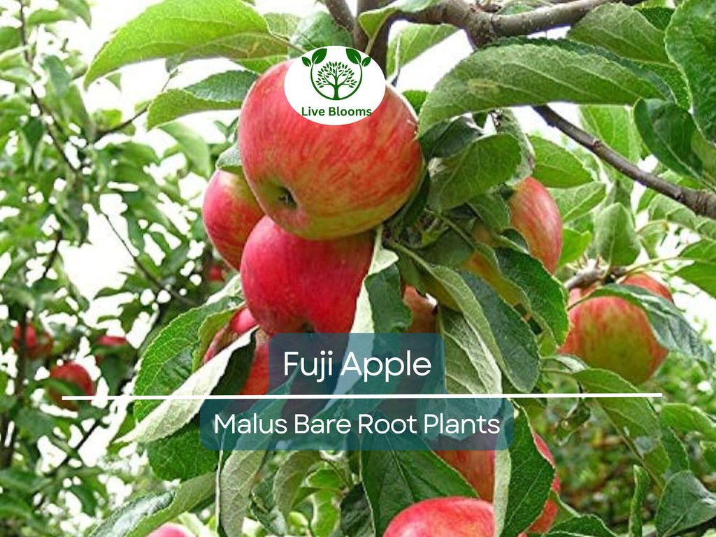 1 Fuji Apple Tree – Live Bare Root Fruit Tree (12–15") – Crisp, Sweet Apples – Cold Hardy, Self-Fertile, Great for Backyard Orchards