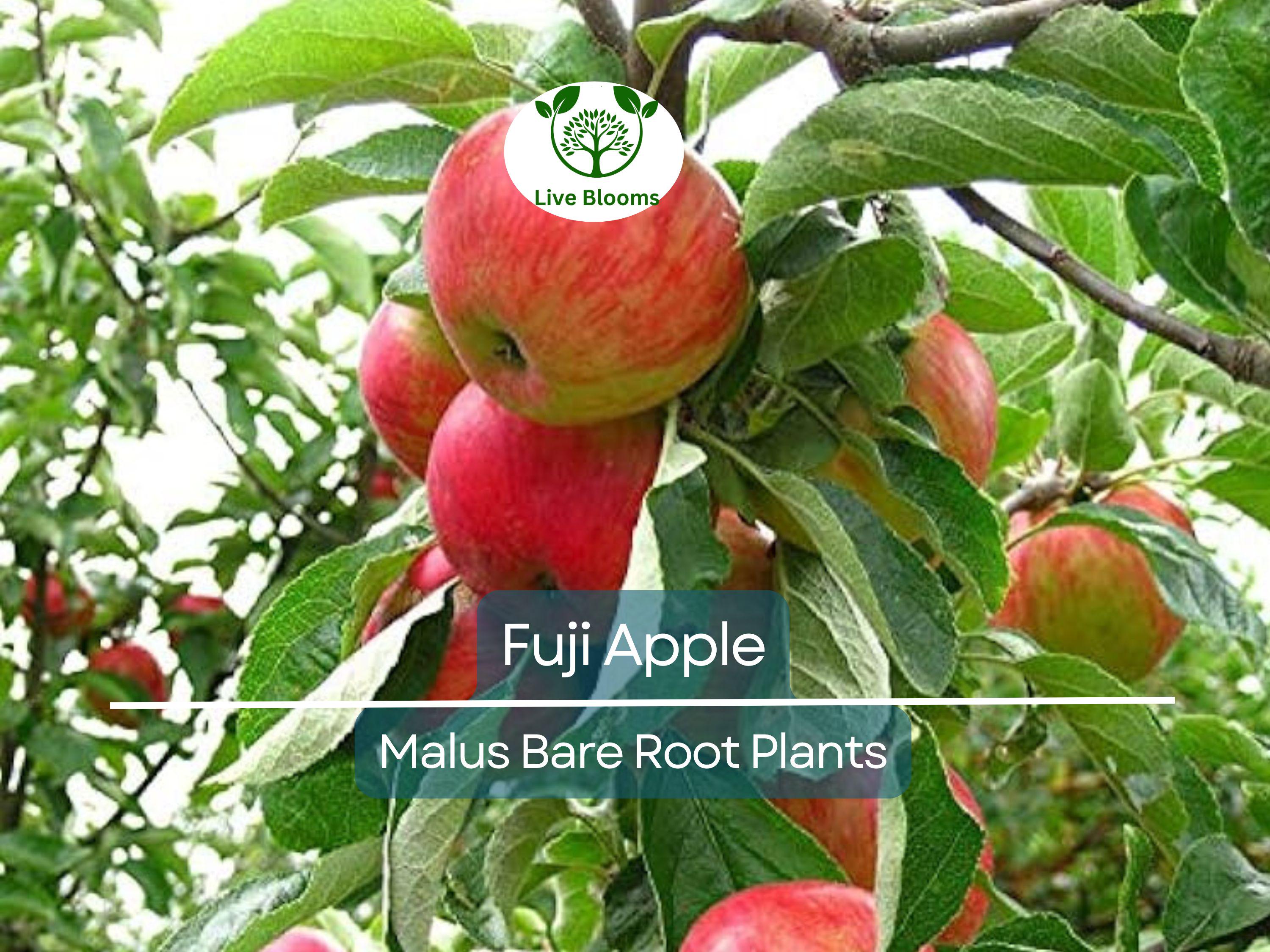 1 Fuji Apple Tree – Live Bare Root Fruit Tree (12–15") – Crisp, Sweet Apples – Cold Hardy, Self-Fertile, Great for Backyard Orchards