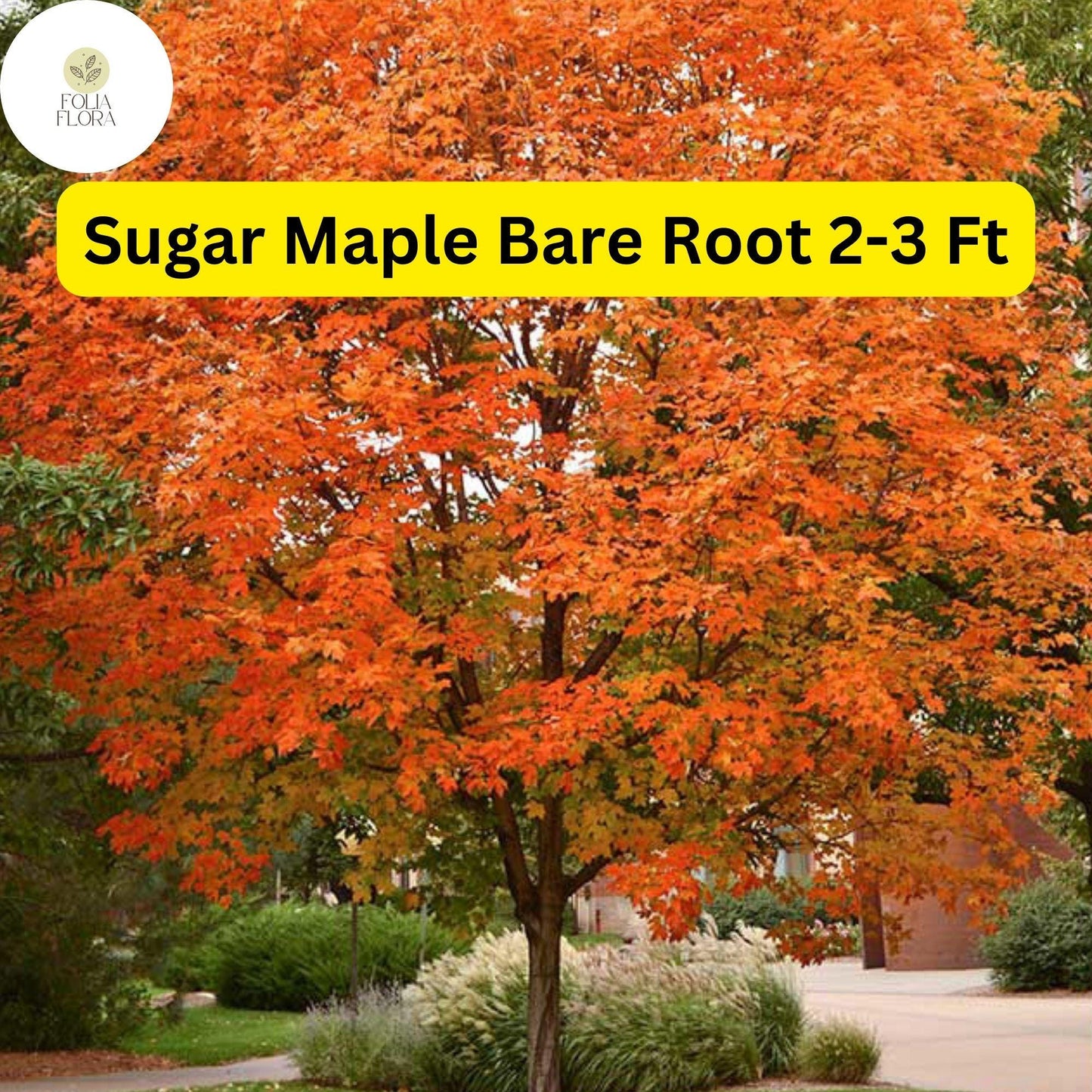 1 Sugar Maple Tree, 2-3 Ft Tall, Live Bare Root Plant, Acer saccharum, Fast Growing Shade Tree