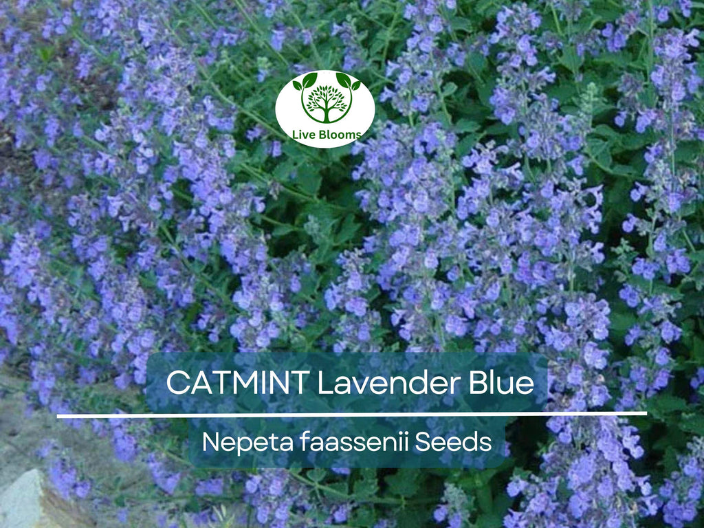 200 Seeds CATMINT Lavender Blue Heirloom Perennial Non-GMO, Nepeta faassenii, Aromatic Herb, Attracts Pollinators, Low Maintenance Plant