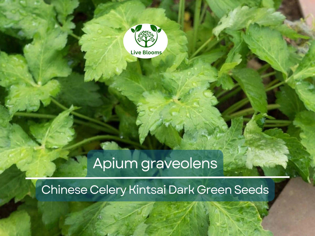 1350 Seeds Chinese Celery Kintsai Dark Green – Apium graveolens | Heirloom Celery for Planting, Gardening & Fresh Culinary Use