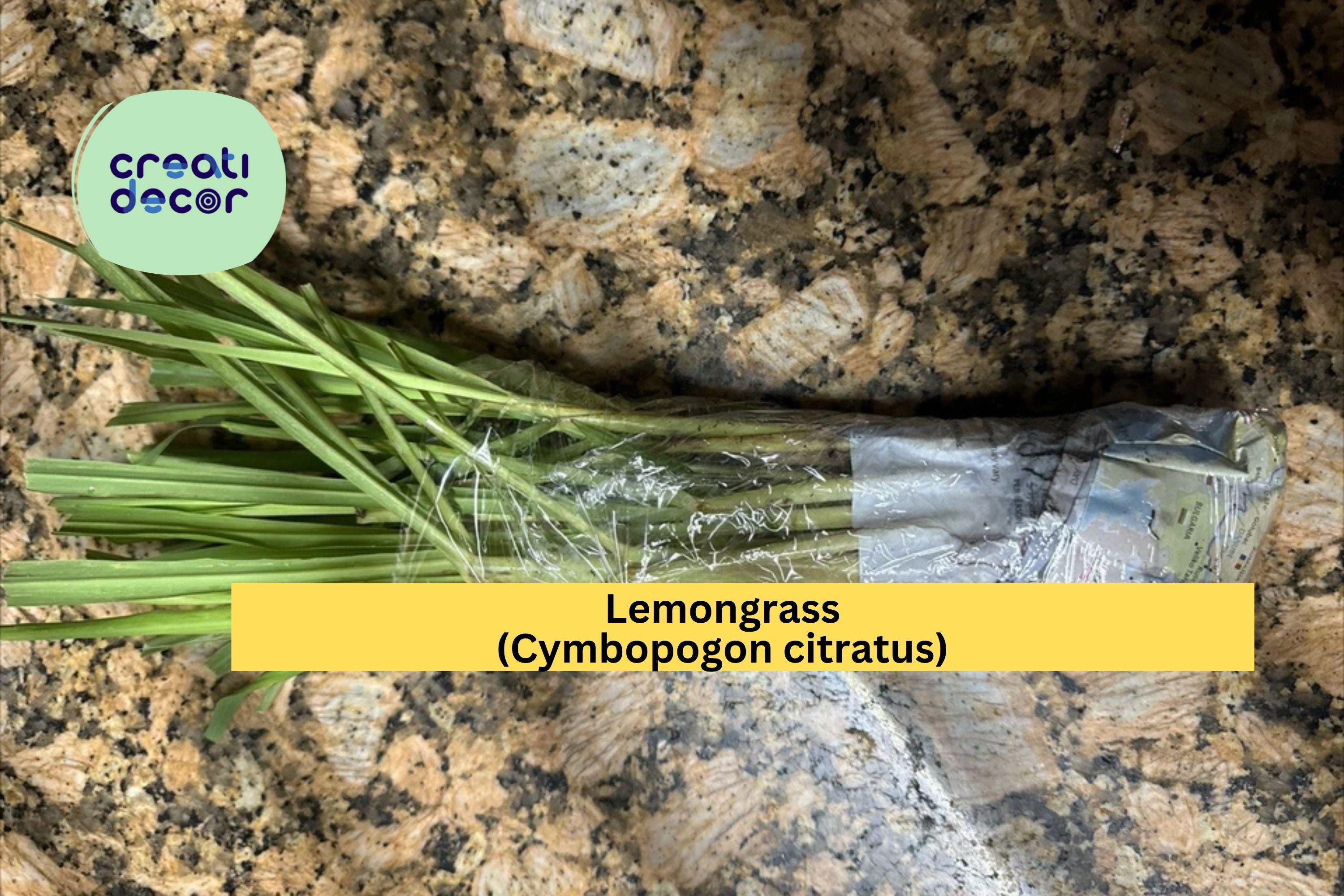 Lemongrass Live Plants – 3 Fully Rooted Stalks Ready to Plant, Organic Cymbopogon citratus for Garden & Culinary Use