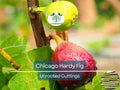 10 Chicago Hardy Fig Tree Scion Cuttings - Ficus carica Unrooted 10-12” for Rooting or Grafting - Cold-Hardy Fruit Variety
