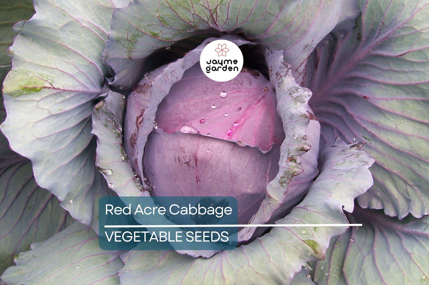 750 Red Acre Cabbage Seeds - Non-GMO Heirloom, Reddish-Purple Heads, Gourmet Variety