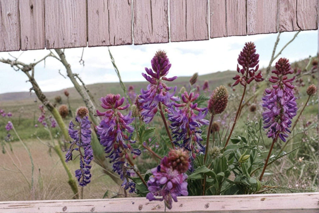 Astragalus bisulcatus/Twogroove Milkvetch – 15 Seeds | Native Prairie Perennial | Nitrogen-Fixing Legume | Pollinator Plant