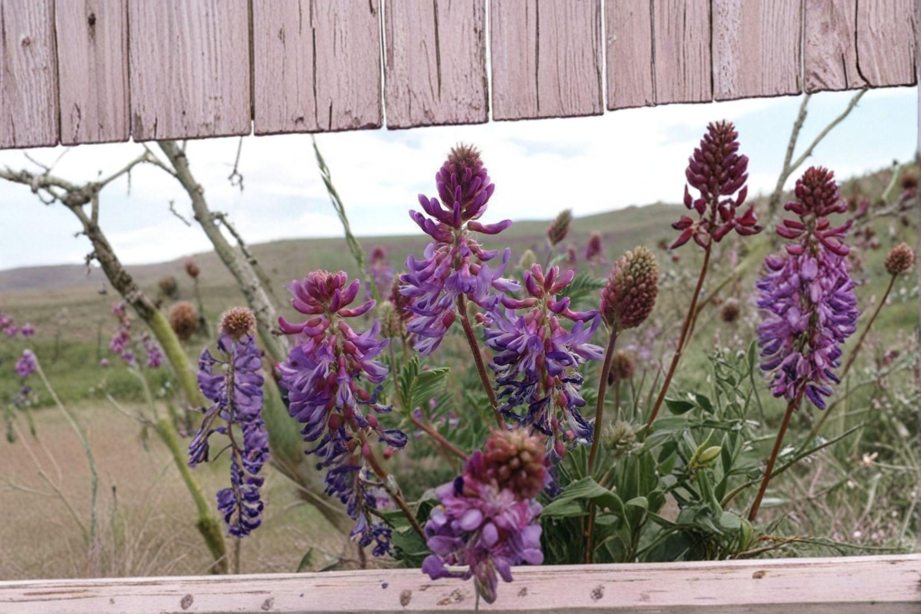 Astragalus bisulcatus/Twogroove Milkvetch – 15 Seeds | Native Prairie Perennial | Nitrogen-Fixing Legume | Pollinator Plant