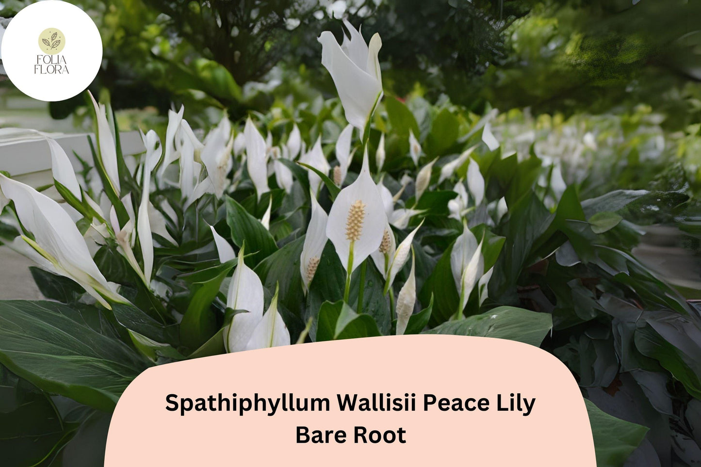 Peace Lily Plant Spathiphyllum wallisii | 1 Live Bare Root 6–12” White Flower Houseplant