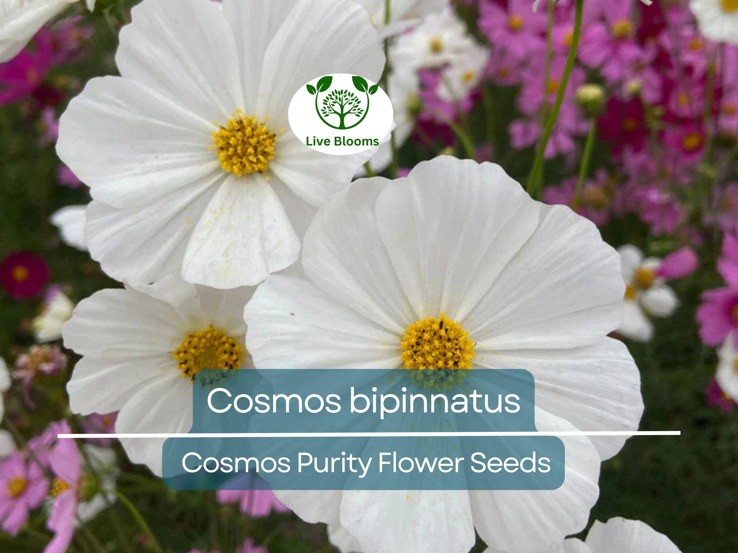 1 Gram Seeds Cosmos Purity for Planting | Cosmos bipinnatus Elegant White Annual Flower for Gardens, Pollinator Habitats & Landscaping