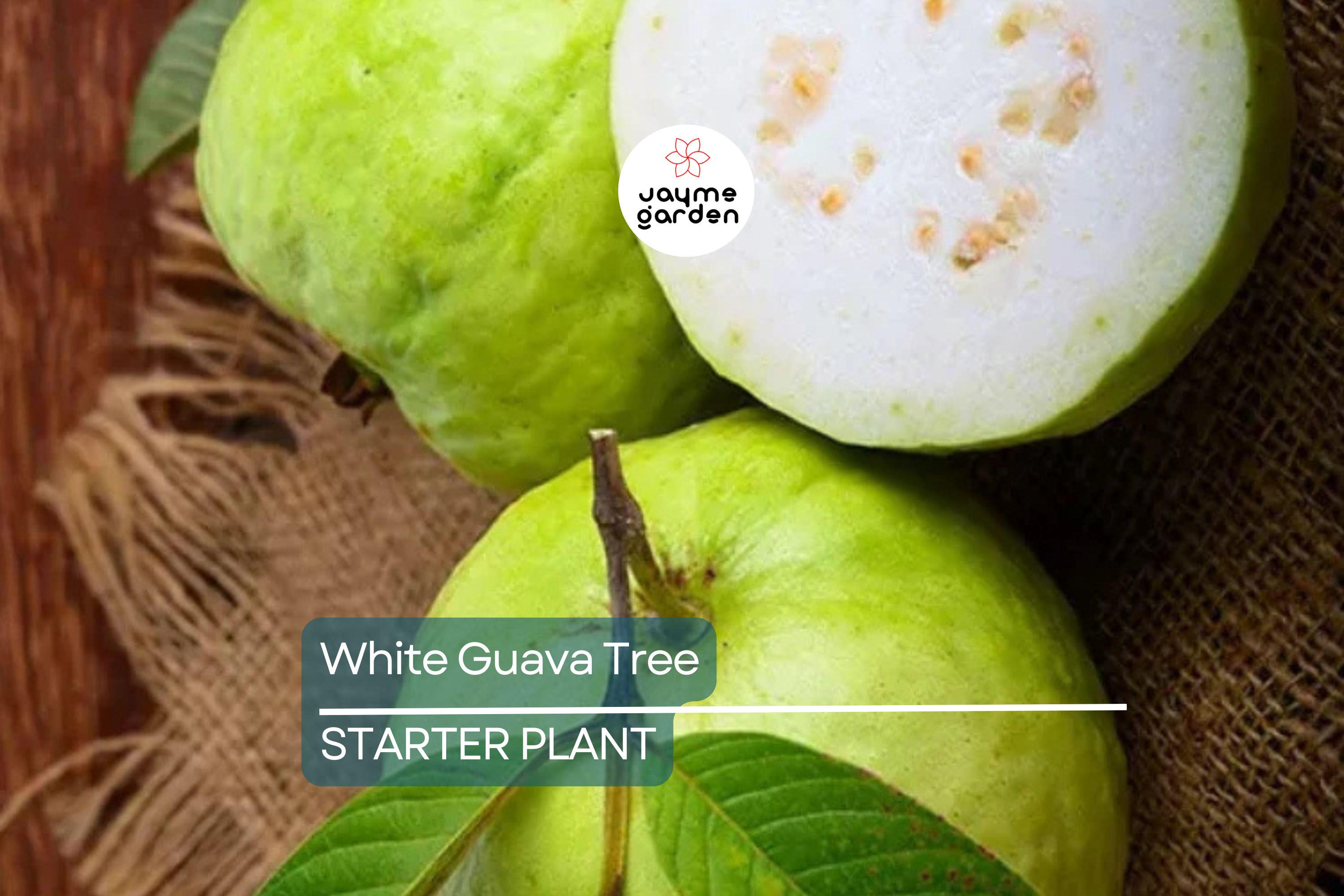 White Guava Tree Seedling - Tropical Live Plant with Pot - Ready to Plant, Sweet White Guava Fruit