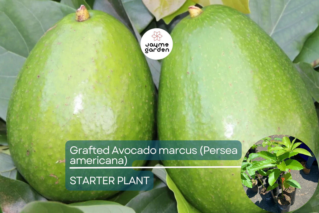 1 Grafted Avocado Marcus (Persea americana) – Live Tropical Fruit Tree 12”-24” Tall, Early Fruiting, Sweet Zapote Fruit