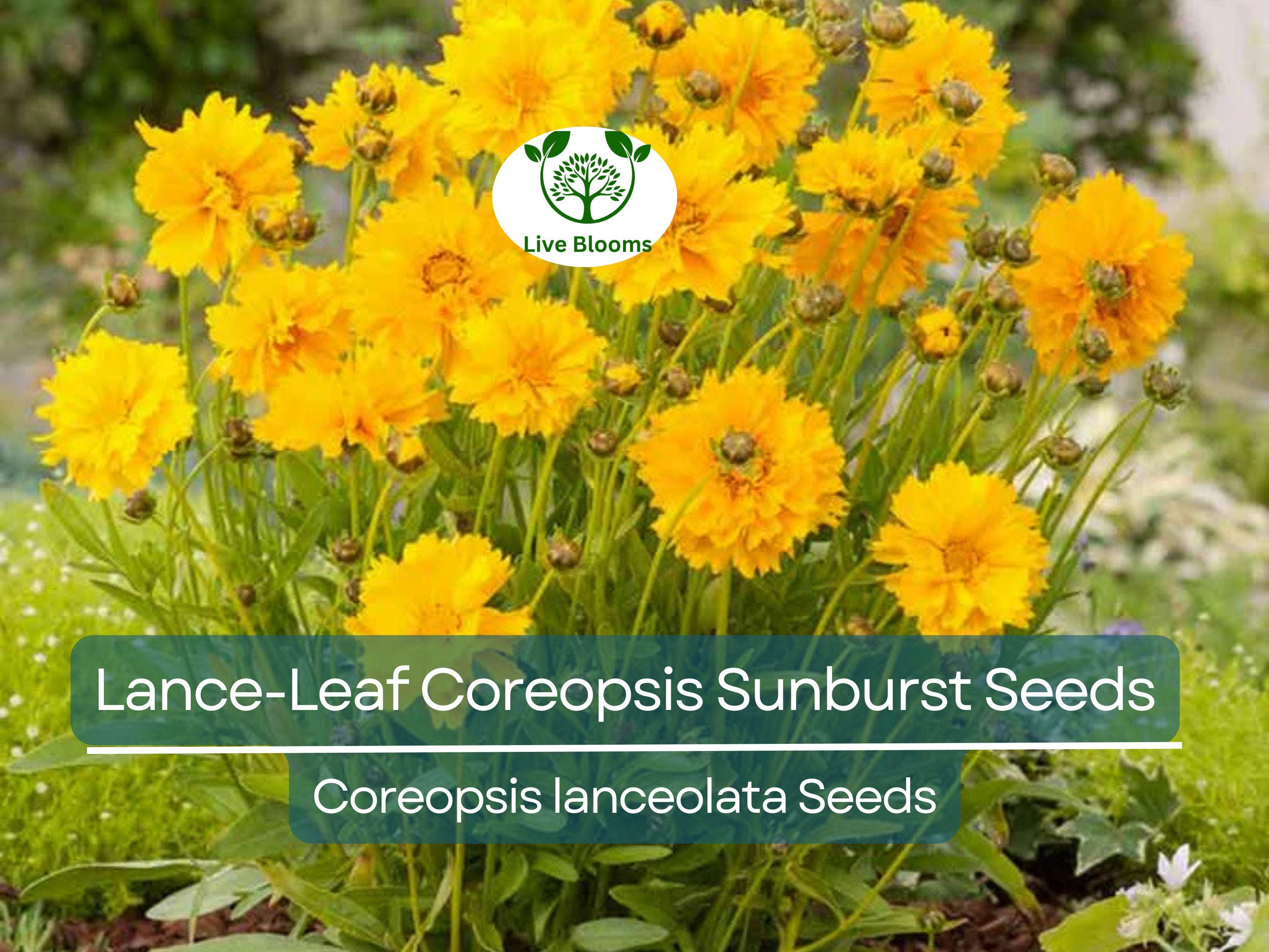 100 Seeds Lance-Leaf Coreopsis Sunburst Perennial Wildflower Tickseed Non-GMO, Bright Yellow Flowers, Native to North America