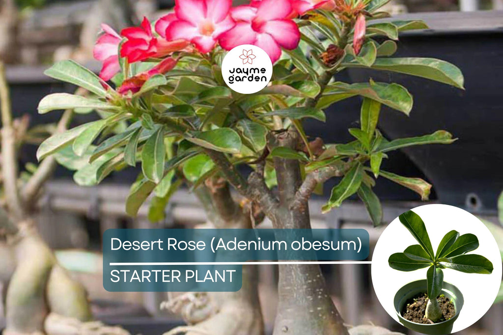 Desert Rose (Adenium obesum) Starter Plant | Unique Bonsai-Like Shape | Beautiful Flowering Indoor/Outdoor Plant