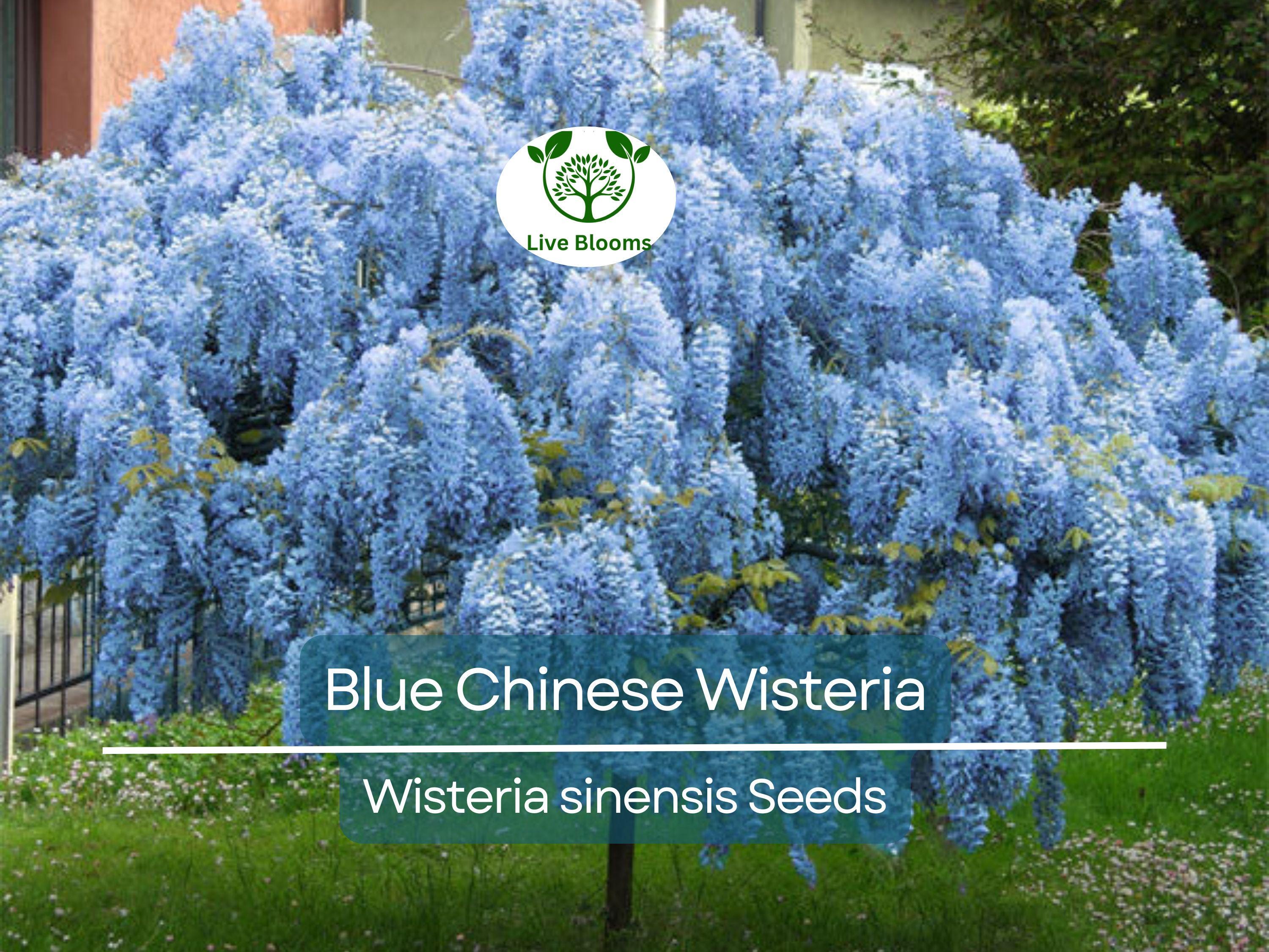 5 Blue Chinese Wisteria Seeds | Perennial Climbing Flower Vine Shrub (Wisteria sinensis), Fragrant Blooms, Fast-Growing, Garden Vine