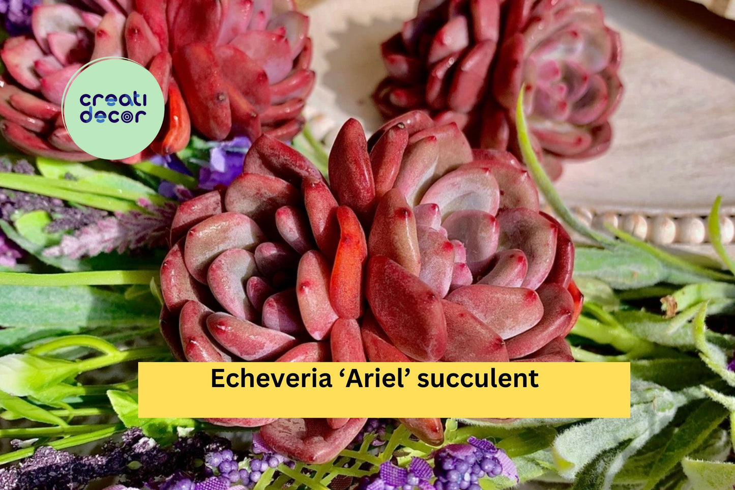 Echeveria ‘Ariel’ Succulent | Live Bare Root Plant | Easy Care Rosette Succulent for Indoor Pots, Containers, or Rock Gardens
