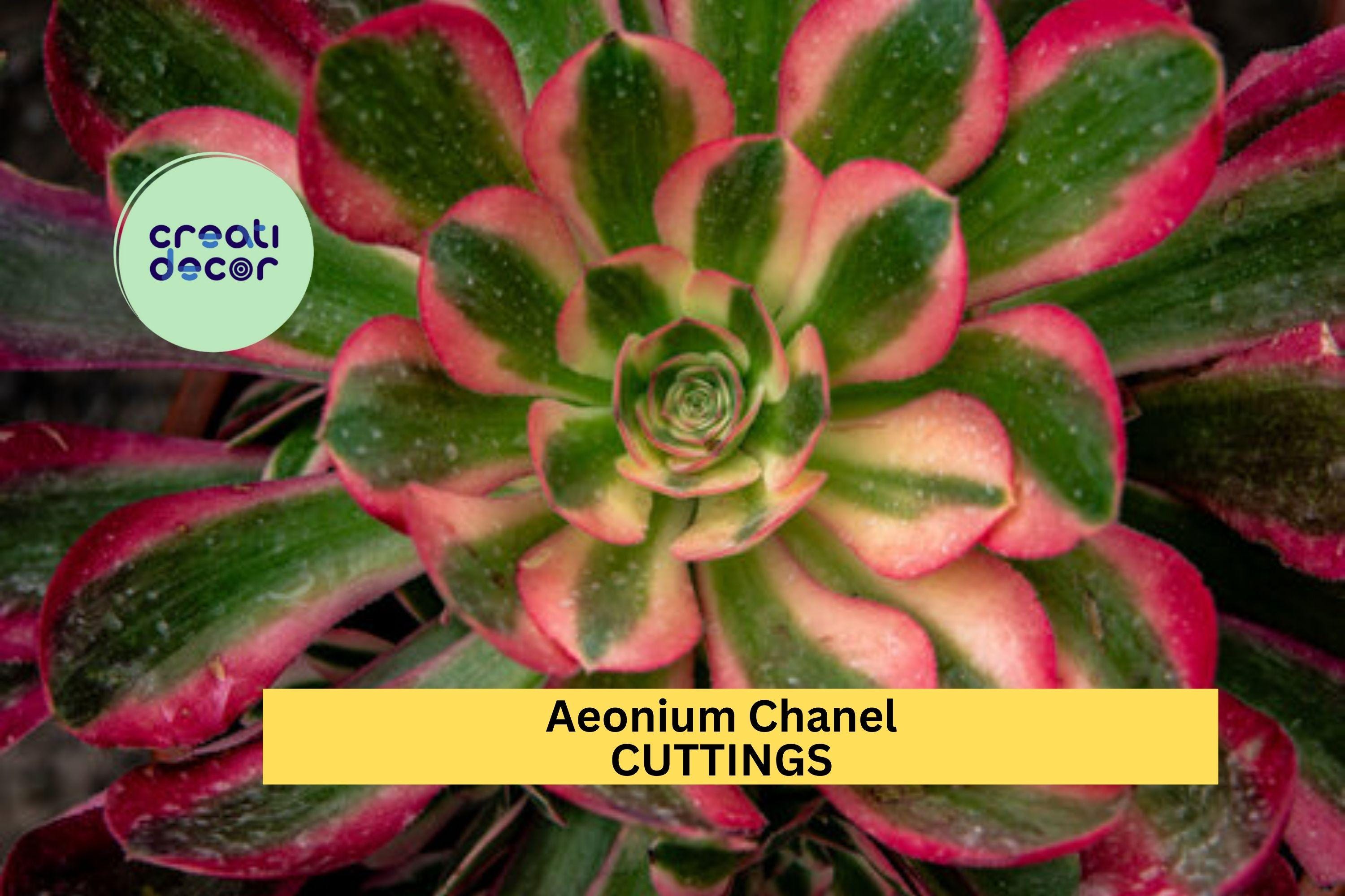 1 Aeonium 'Chanel' Succulent Cutting | 2.5" Rosette | Rare Hybrid Variety | Unrooted Starter Plant for Propagation
