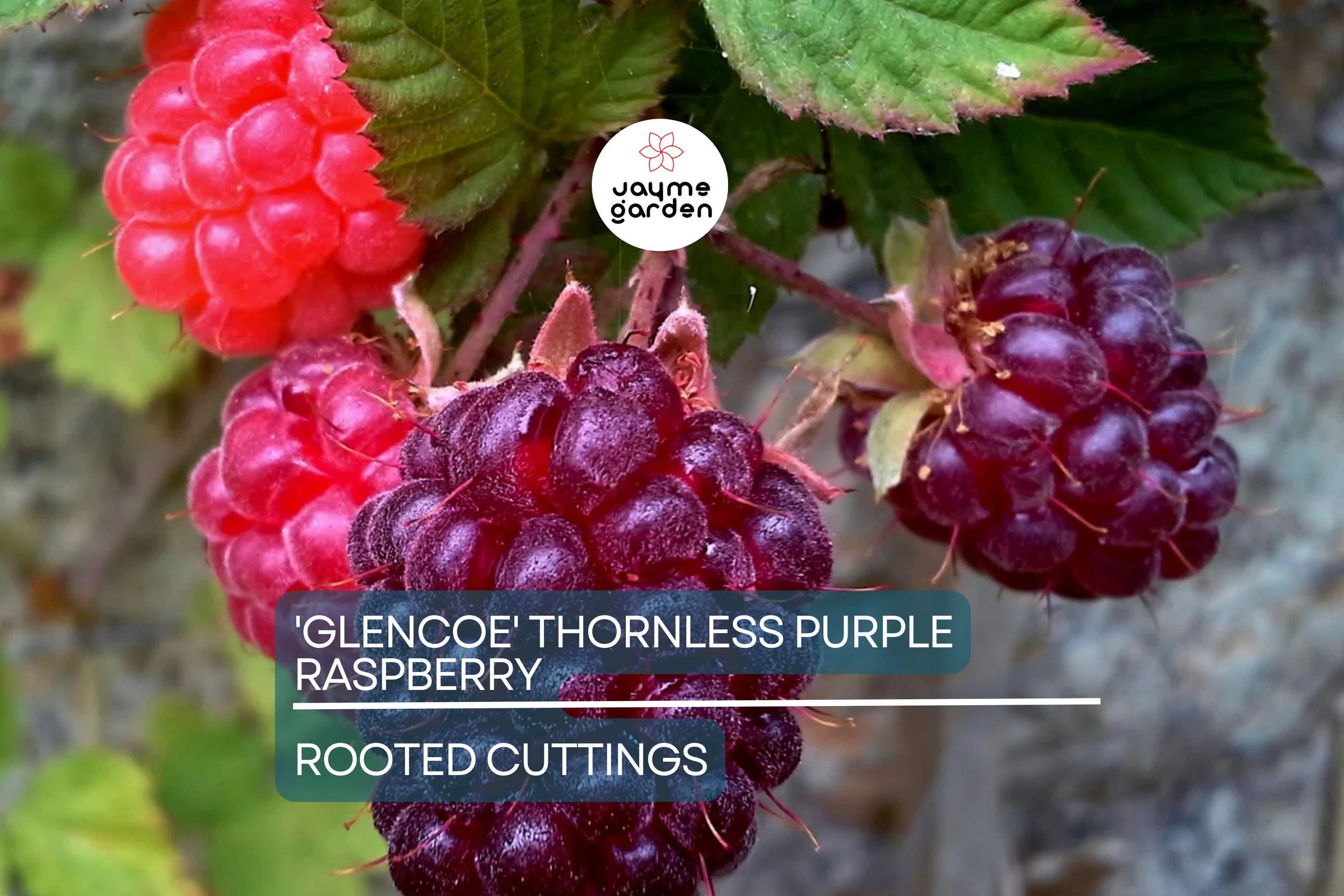 Thornless Purple Raspberry Cutting - Rubus 'Glencoe' | 4" Rooted Starter Plant | Sweet, Tart Berries