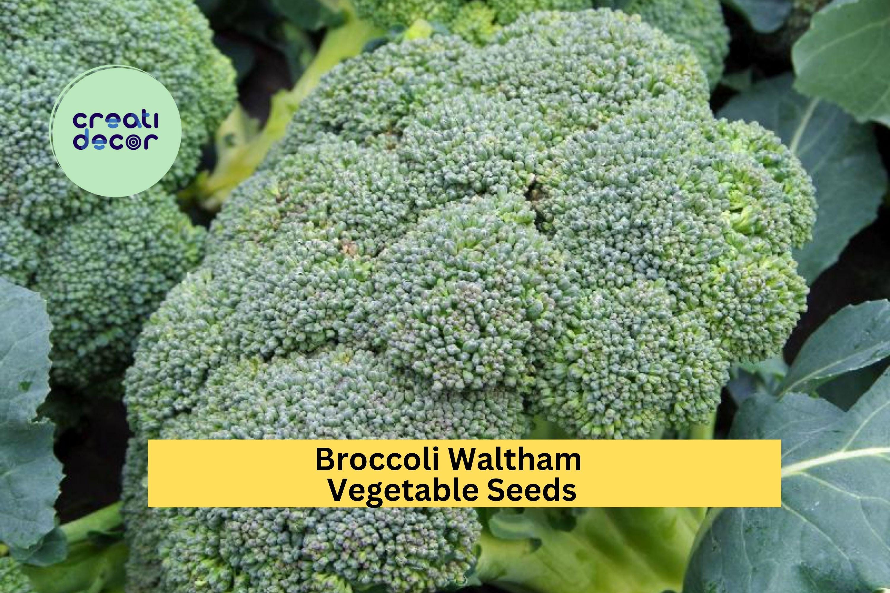 3pcs x 1g Broccoli Waltham Seeds – Heirloom Variety for Garden Beds, Raised Rows, or Container Vegetable Growing Seeds for Planting
