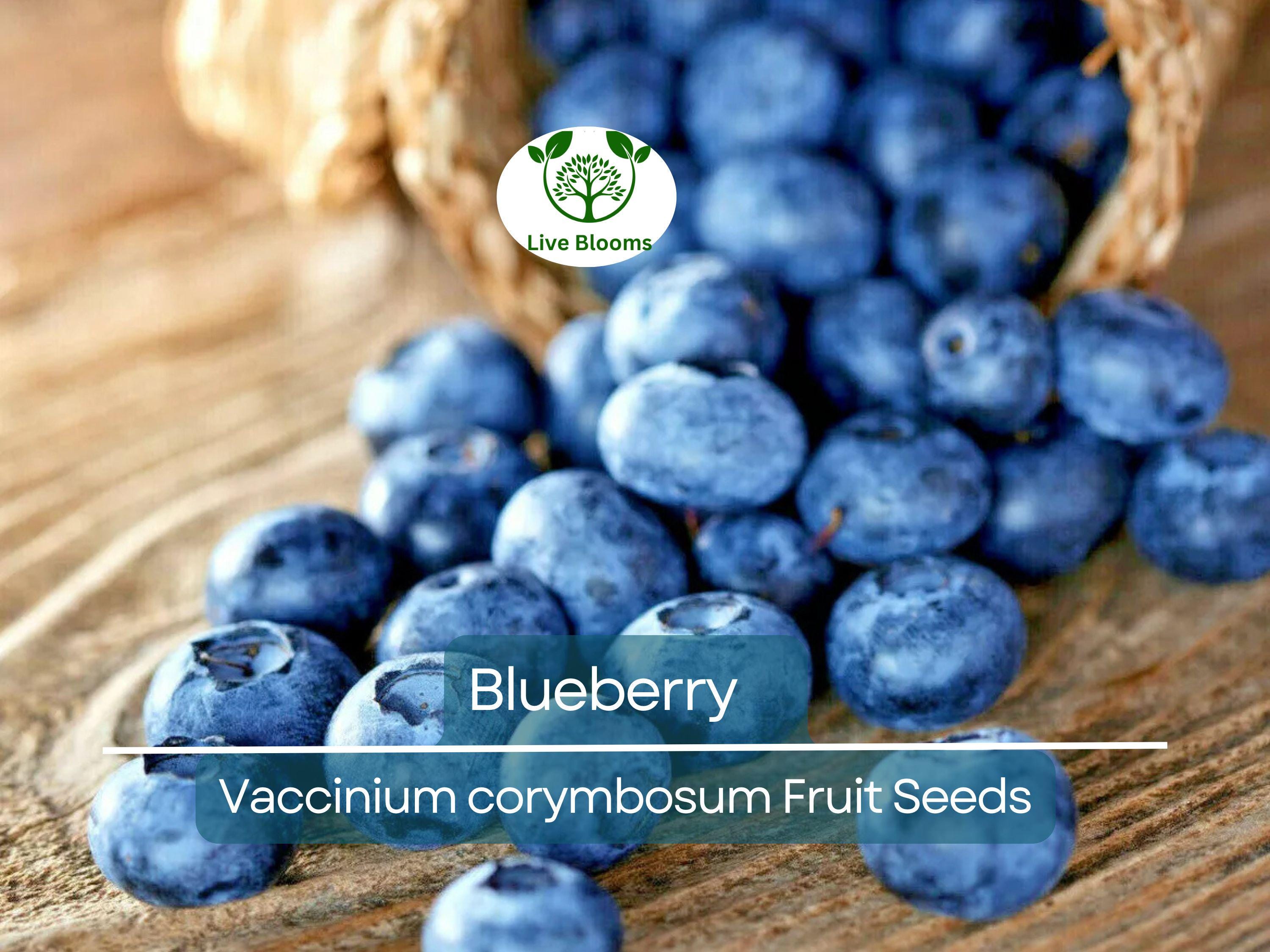 100 Blueberry Seeds - Dwarf Top Hat (Vaccinium corymbosum), Low Bush Variety, Sweet Edible Fruits, Compact, Garden Starter, Easy to Grow