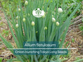 250 Seeds Onion Bunching Tokyo Long for Planting (Allium fistulosum) - Sweet, Mild Green Onions for Home Gardens, Ideal for Spring & Fall