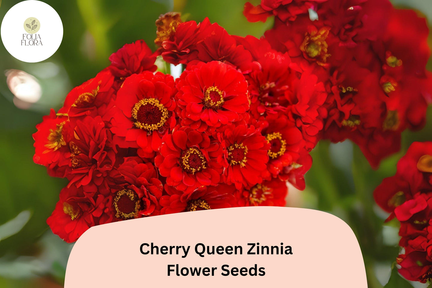 100+ Cherry Queen Zinnia Seeds – Bold Cherry-Red Blooms for Cut Flowers & Summer Gardens