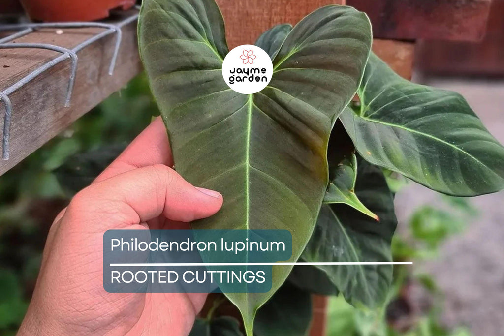 Philodendron Lupinum Live Plant – Well-Rooted Climbing/Vining Aroid, 2.75-4” Pot