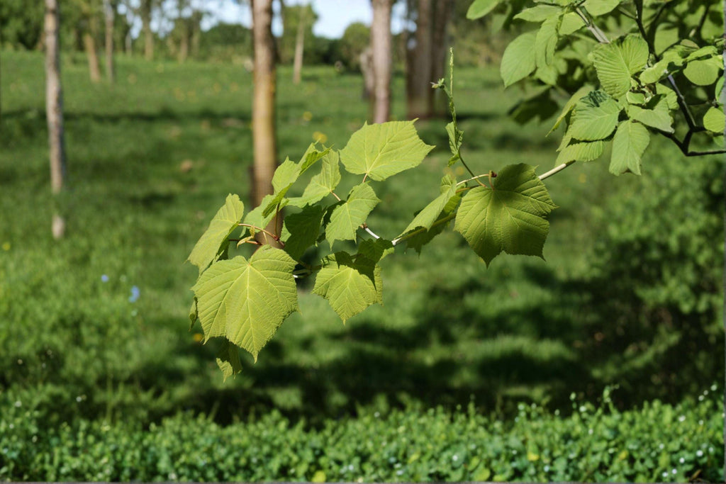 Manchurian Striped Maple – Acer tegmentosum 10 Seeds | Distinctive Green Striped Bark | Rare Ornamental Maple | Four-Season Interest