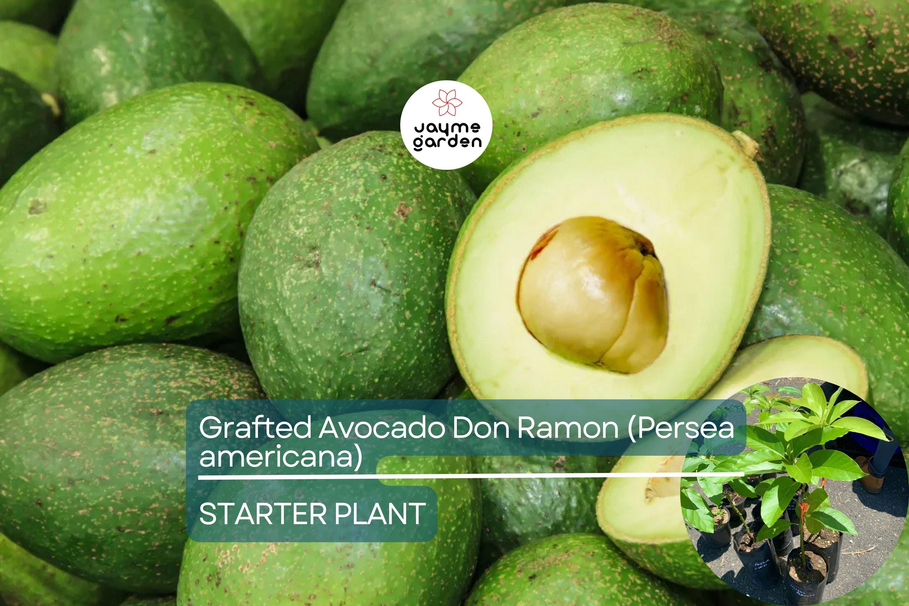 1 Grafted Don Ramon Avocado Tree Persea americana Live Starter Plant 12-24" | Fast Fruiting Tropical Variety | Creamy & Delicious Avocados