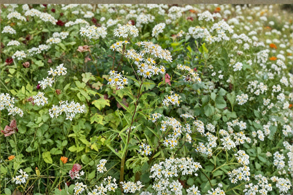Doellingeria umbellata – Flat-topped Aster | 100 Seeds | Native White Aster Wildflower | Pollinator Garden Plant