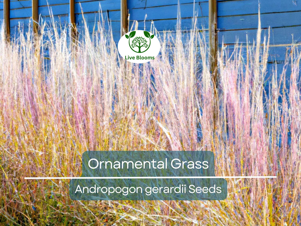 1,000 Ornamental Grass Seeds | Andropogon gerardii Big Blue, Landscaping Marvel, Tall & Hardy Grass, Beautiful Yard and Garden Plant