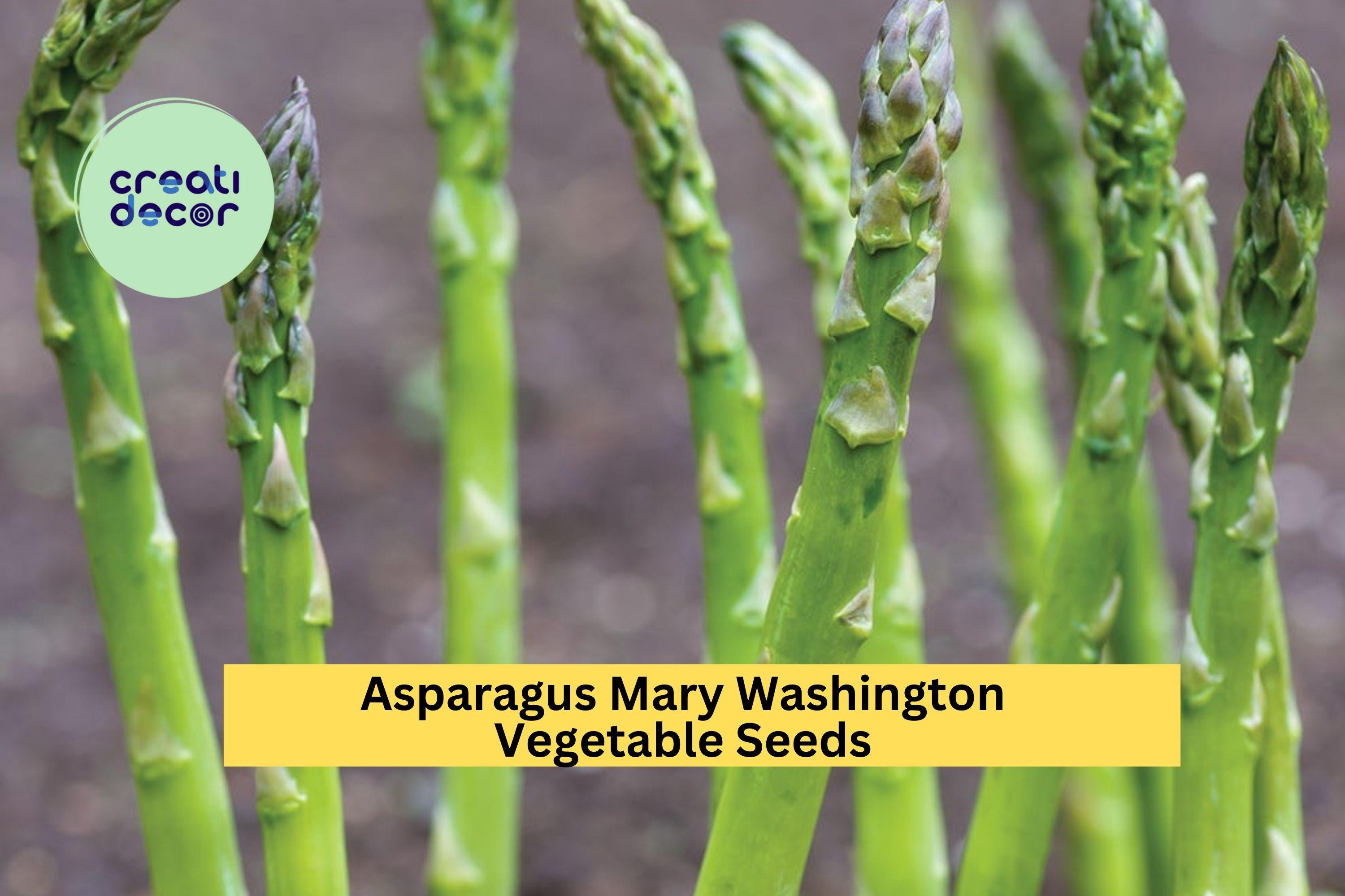 3pcs x 1g Asparagus Mary Washington Seeds – Heirloom Variety for Garden Beds or Rows – Perennial Vegetable Crop Seeds for Planting