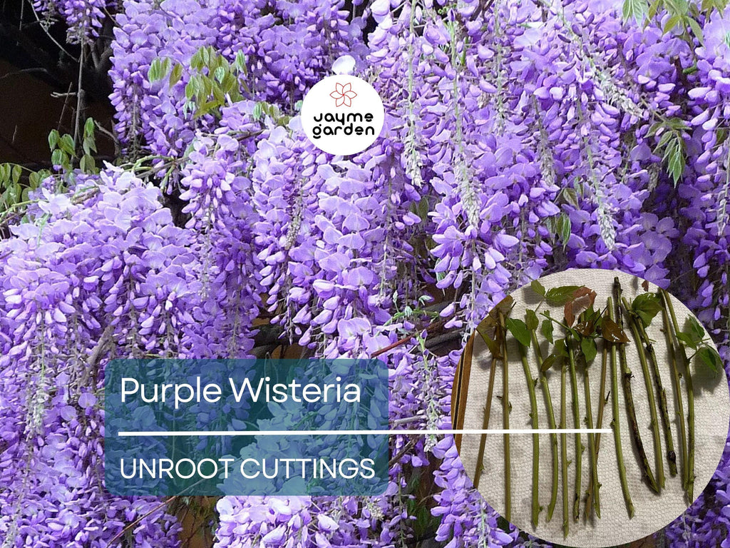 5 Unrooted Purple Wisteria Cuttings - Hardy Climbing Vine with Fragrant Flowers for Trellises, Fences, Gardens, & Outdoor Landscaping