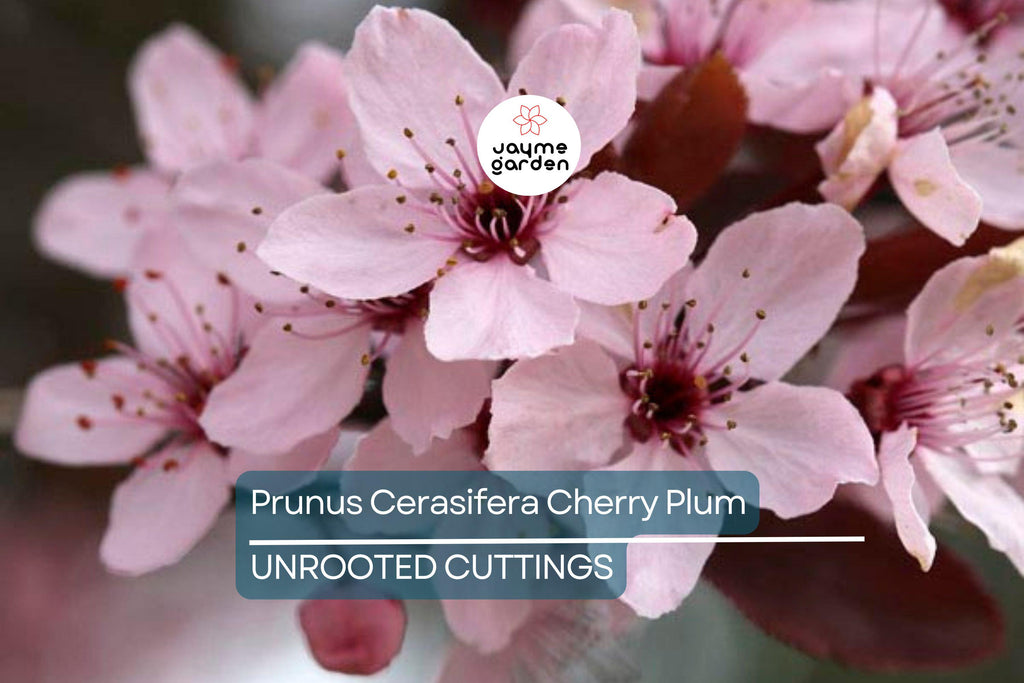 Prunus Cerasifera Cherry Plum Cuttings, 3 Unrooted 6” Plants, Dark Purple Foliage, Pink Flowers, Edible Fruit, USDA Zones 5-8
