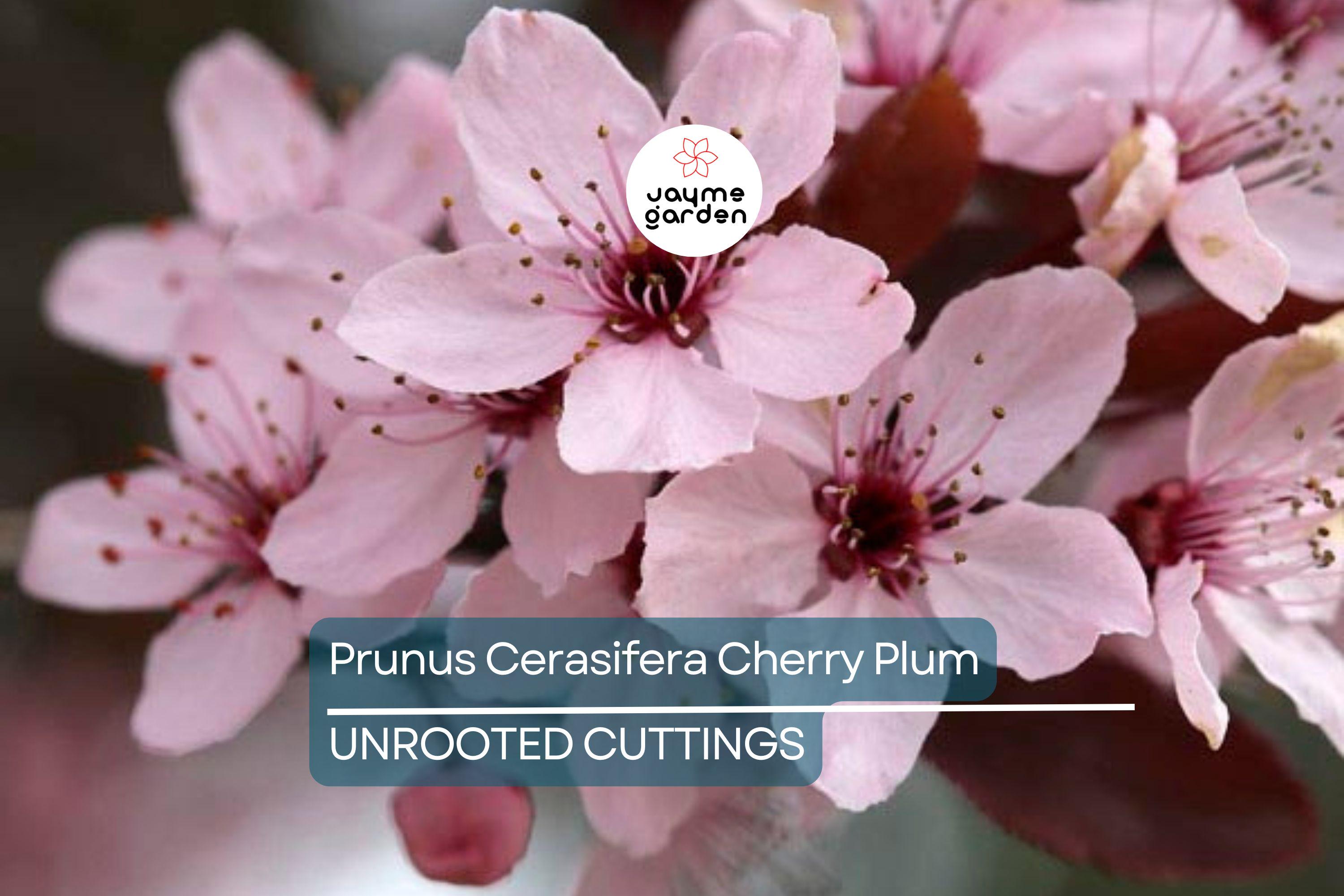 Prunus Cerasifera Cherry Plum Cuttings, 3 Unrooted 6” Plants, Dark Purple Foliage, Pink Flowers, Edible Fruit, USDA Zones 5-8