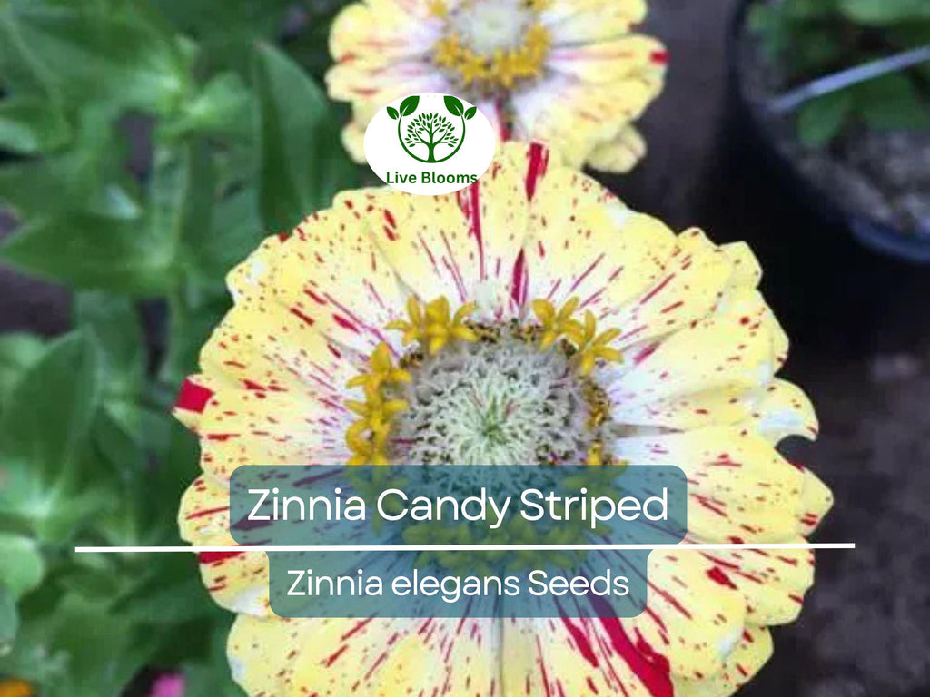150 Seeds Zinnia Candy Striped Heirloom Double Flowers, Striped Blooms, Non-GMO, Vibrant Garden Accent, Perfect for Cut Flowers