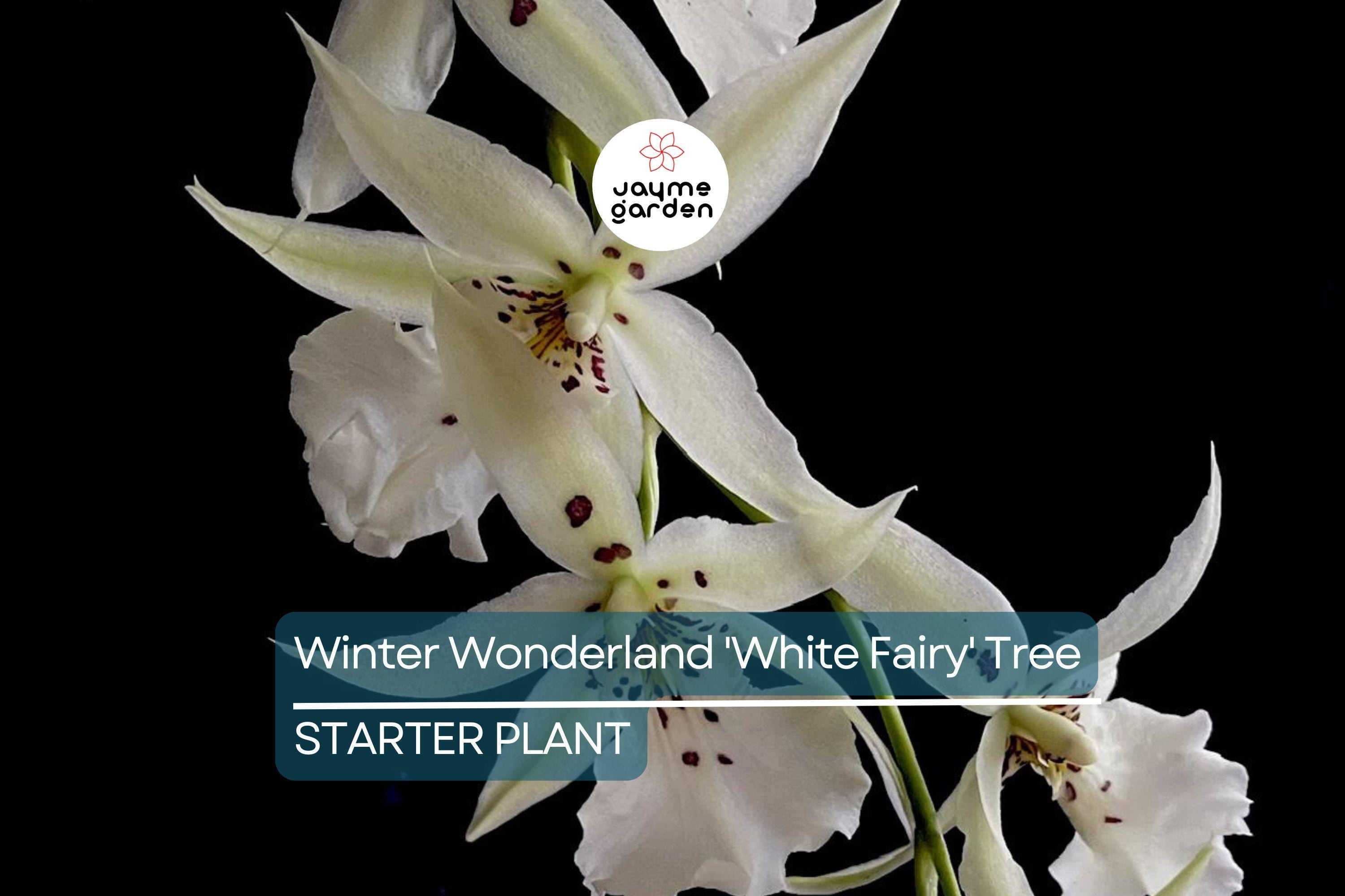 Winter Wonderland 'White Fairy' Orchid Dendrobium, Fragrant, 4–6" Bare Root Seedling