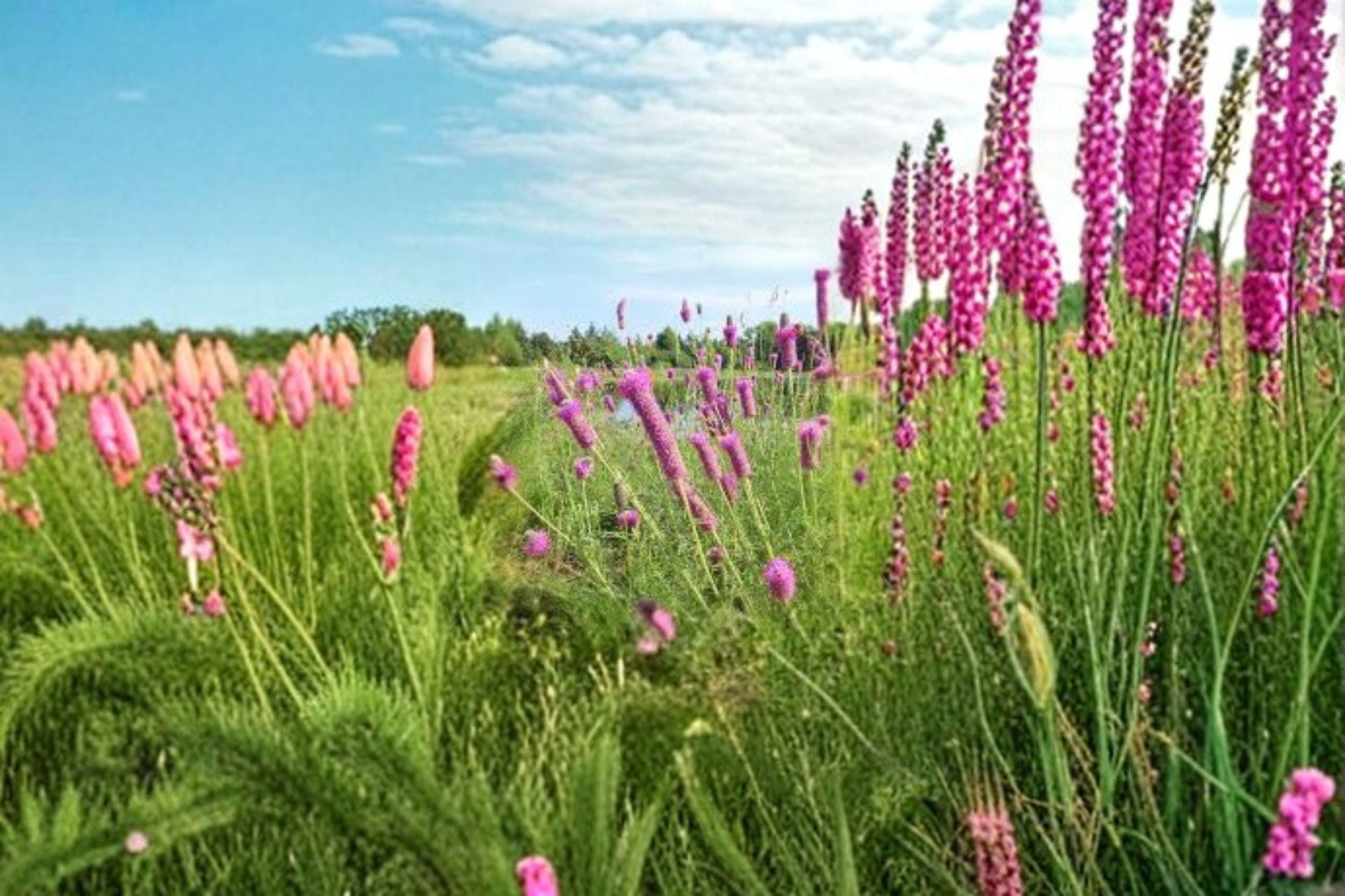Purple Prairie Clover – Dalea purpurea, Native Prairie Perennial | Nitrogen Fixer (100 Seeds)