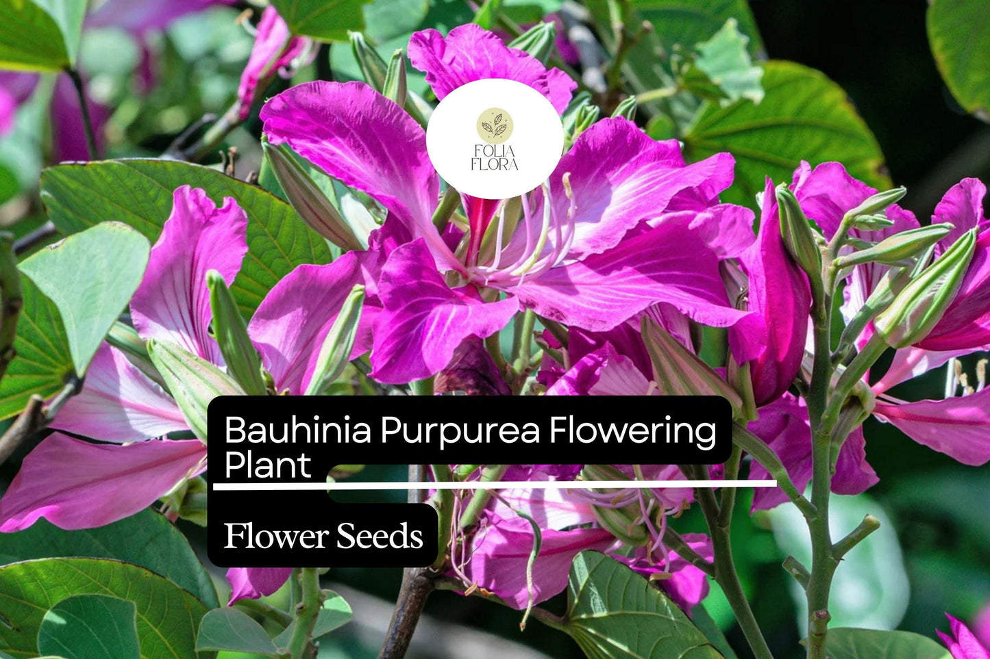 10 Bauhinia Purpurea Seeds | Purple Orchid Tree | Exotic Flowering Plant for Gardens