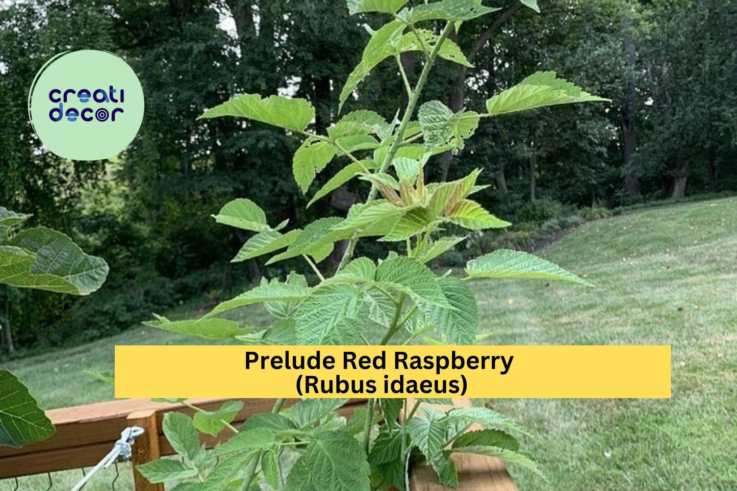 Prelude Red Raspberry (Rubus idaeus) – Early Everbearing Live Rooted Starter Plant 4–7” – Sweet Hardy Fruit Shrub