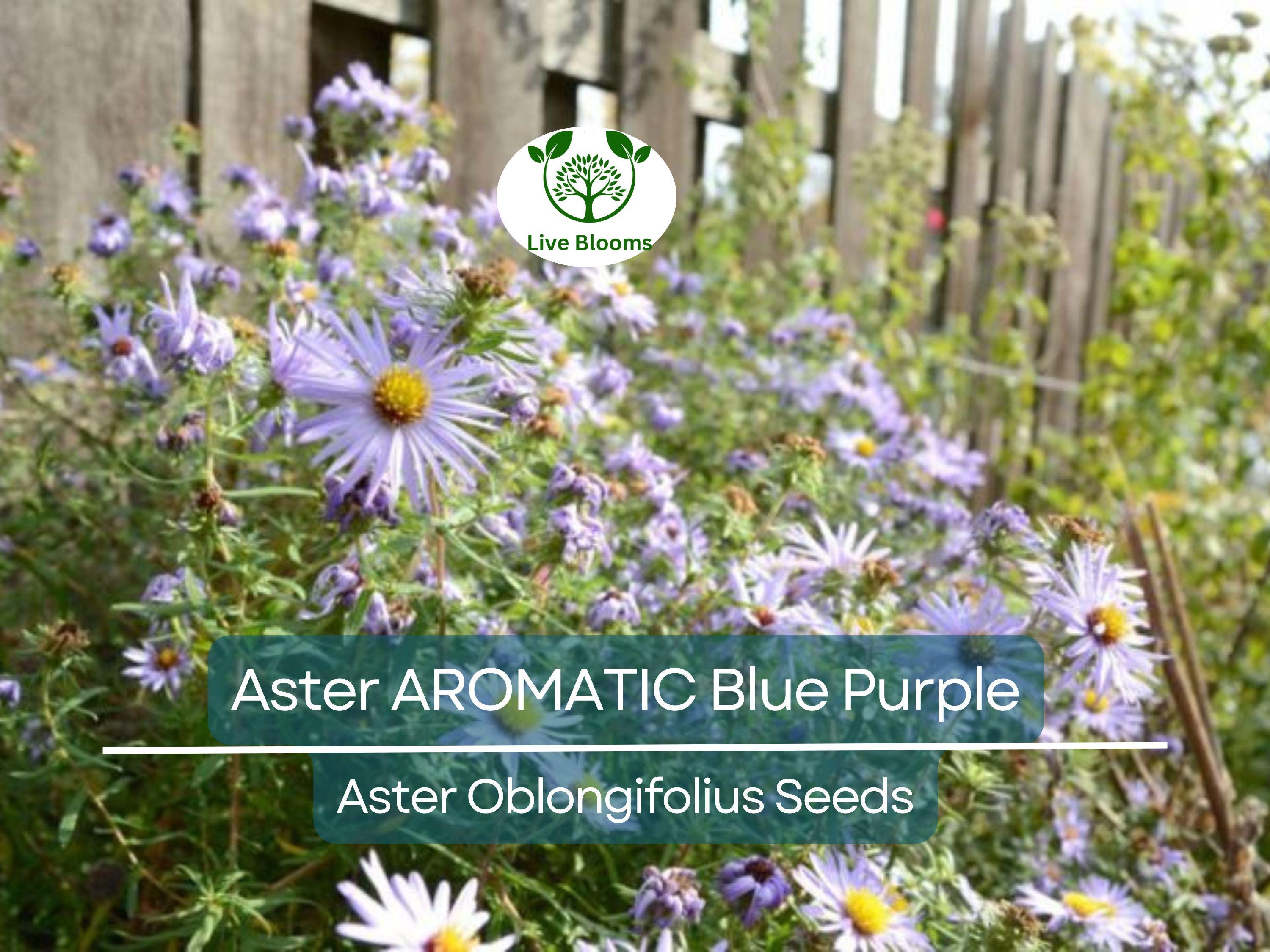 100 Aster AROMATIC Blue Purple Perennial Seeds, Heirloom, Fall Blooms, Non-GMO, Fragrant, Hardy, Garden Flowers