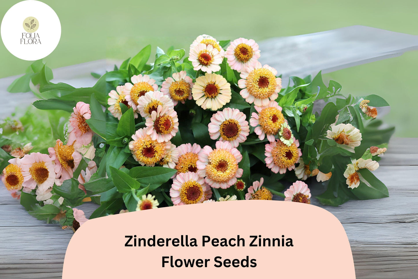 100+ Zinderella Peach Zinnia Seeds – Unique Double Bloom Heirloom Non-GMO Annual Flowers for Garden Planting & Bouquets