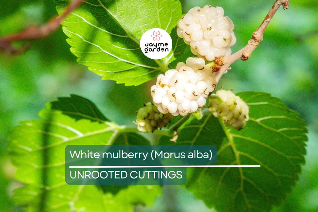 10X White Mulberry Cuttings (Morus Alba) | 6-8” Organic Sweet Fruit Tree | Cold Hardy & Fast Growing | Easy to Root |