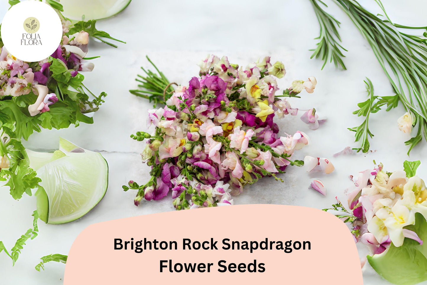 Brighton Rock Snapdragon Seeds (Antirrhinum majus) | 1000+ Seeds | Unique Bicolor Blooms for Gardens & Borders