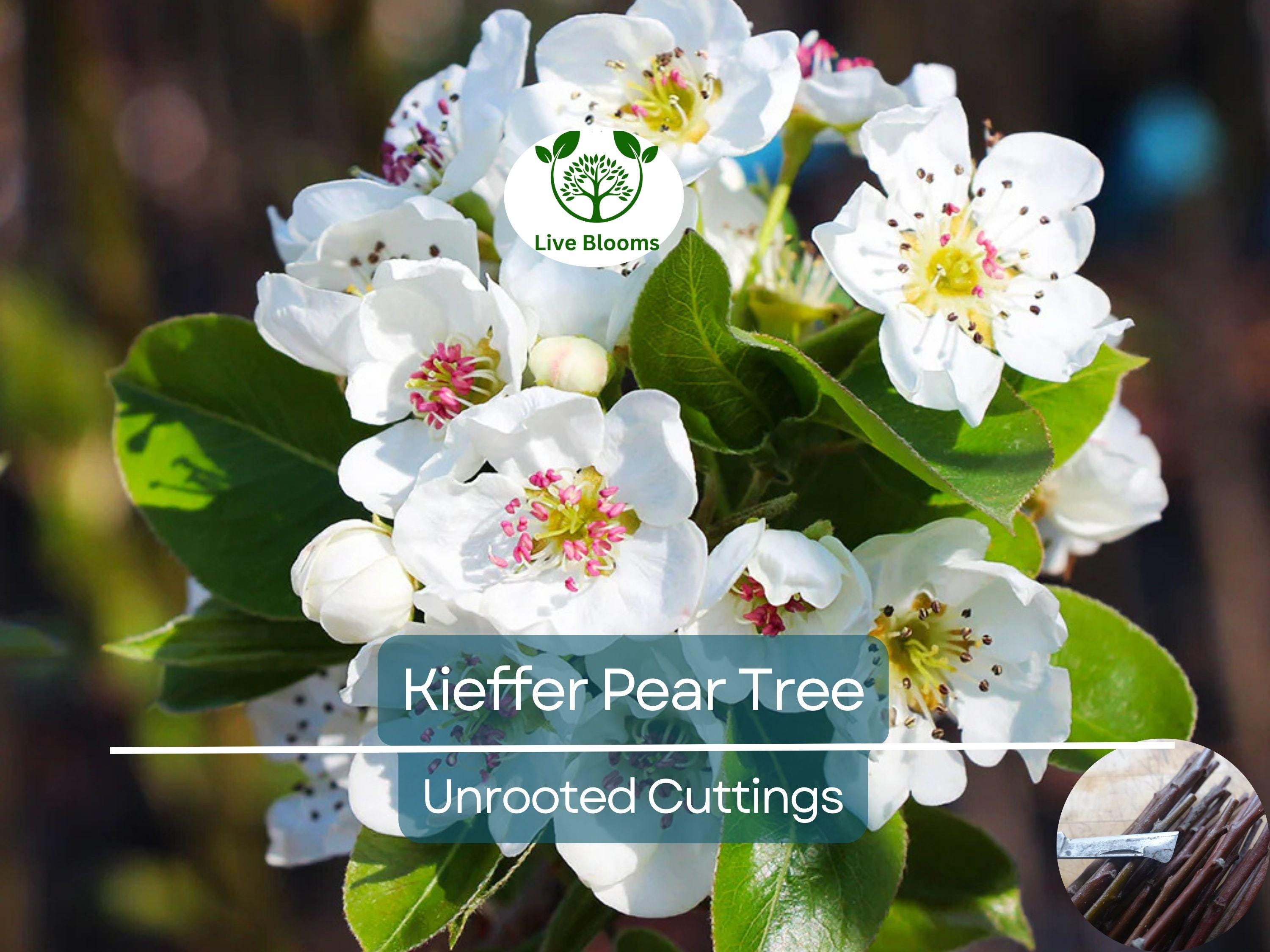 8 Kieffer Pear Scion Wood Cutting - 10-12", Pyrus calleryana, Hardy Fruit Tree, Ideal for Rooting or Grafting, Fruit Tree Propagation