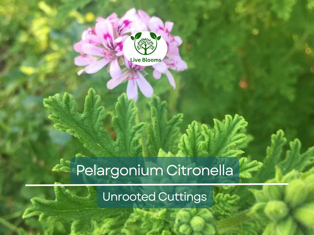 3 Pelargonium Citronella Lemon Scented Geranium Unrooted Cuttings, Pink Flowers, 3"-5", Natural Mosquito Repellent, Easy to Root Geranium
