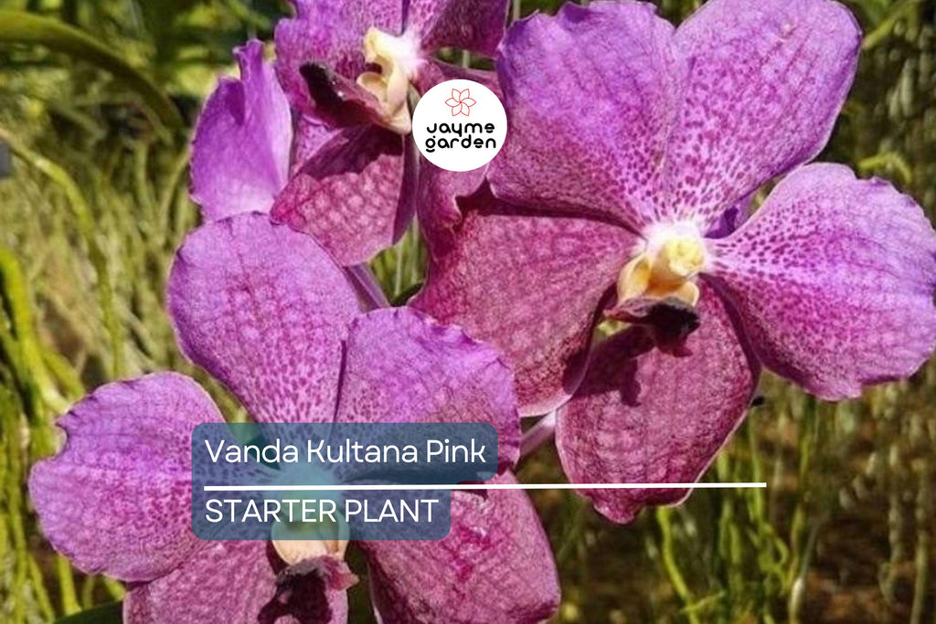 Vanda Kultana Pink Orchid Starter Plant | 3" Pot | Stunning Pink Blooms | Live Well-Rooted Orchid | Indoor & Outdoor | Easy Care