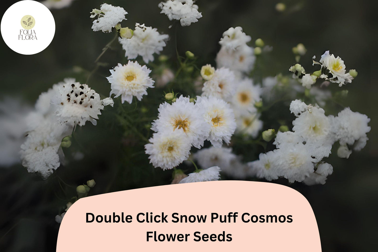 200+ Double Click Snow Puff Cosmos Seeds | Cosmos Bipinnatus White Double Blooms | Garden & Cut Flower Seeds